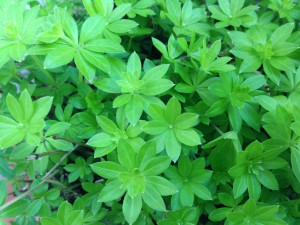 Die wichtigste Zutat: Waldmeister